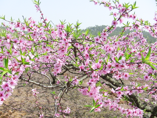 桃花園