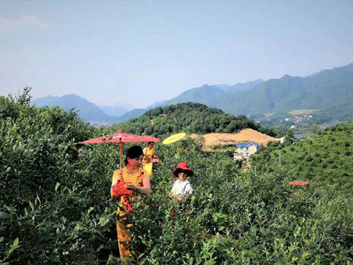 藍(lán)莓野外采摘