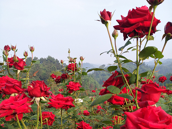 玫瑰花