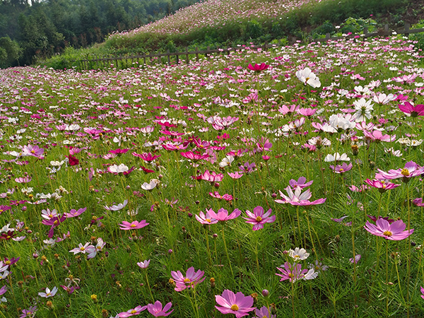 山花爛漫